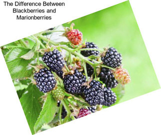 The Difference Between Blackberries and Marionberries