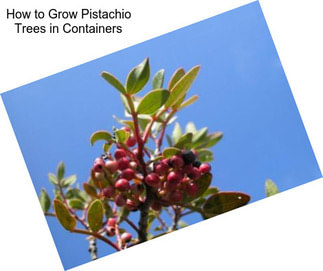 How to Grow Pistachio Trees in Containers