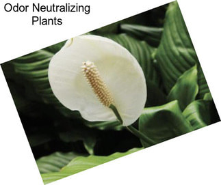 Odor Neutralizing Plants