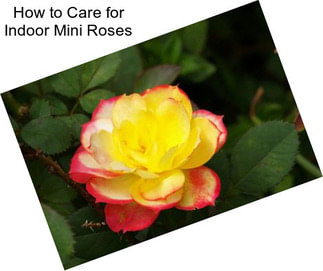 How to Care for Indoor Mini Roses
