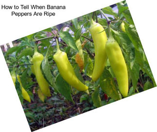 How to Tell When Banana Peppers Are Ripe