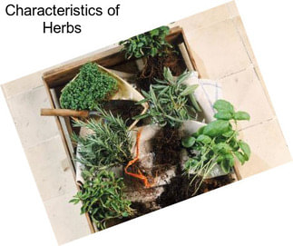 Characteristics of Herbs