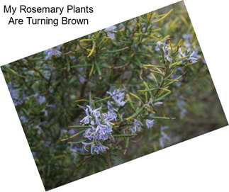 My Rosemary Plants Are Turning Brown