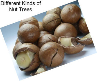 Different Kinds of Nut Trees