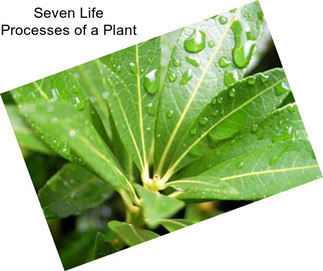 Seven Life Processes of a Plant