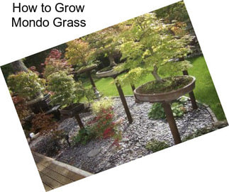 How to Grow Mondo Grass