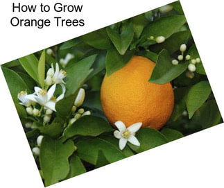 How to Grow Orange Trees