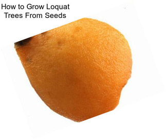 How to Grow Loquat Trees From Seeds