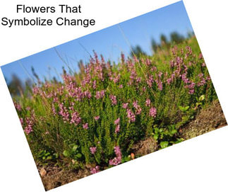 Flowers That Symbolize Change