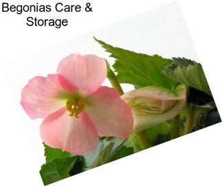 Begonias Care & Storage