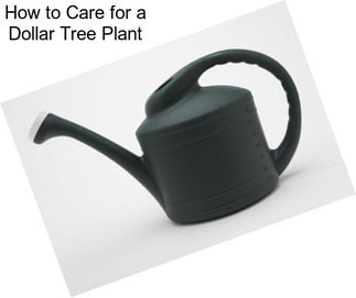 How to Care for a Dollar Tree Plant