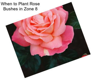 When to Plant Rose Bushes in Zone 8