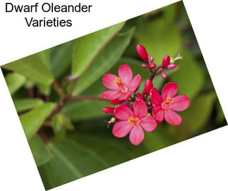 Dwarf Oleander Varieties