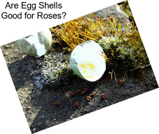 Are Egg Shells Good for Roses?