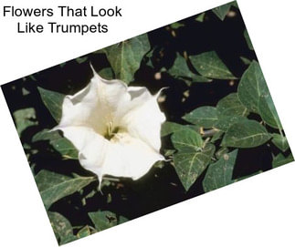 Flowers That Look Like Trumpets