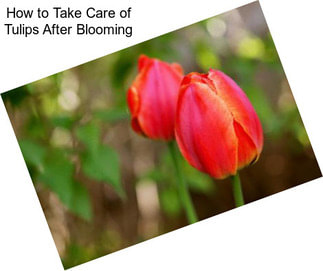 How to Take Care of Tulips After Blooming