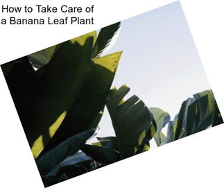 How to Take Care of a Banana Leaf Plant