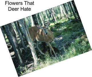 Flowers That Deer Hate