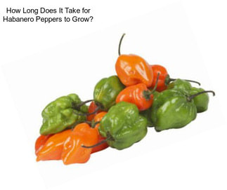 How Long Does It Take for Habanero Peppers to Grow?