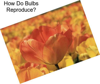 How Do Bulbs Reproduce?