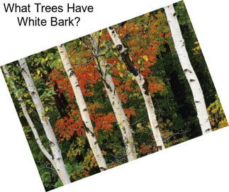 What Trees Have White Bark?