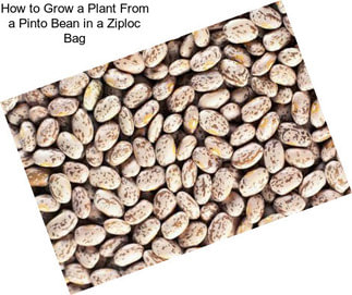 How to Grow a Plant From a Pinto Bean in a Ziploc Bag