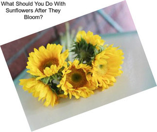 What Should You Do With Sunflowers After They Bloom?