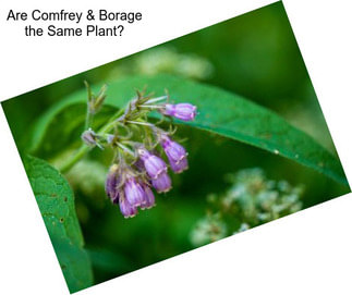 Are Comfrey & Borage the Same Plant?