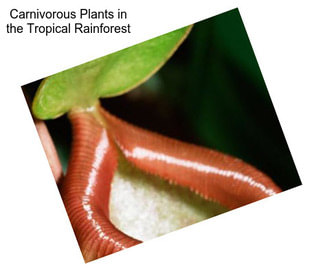 Carnivorous Plants in the Tropical Rainforest