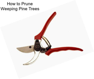 How to Prune Weeping Pine Trees