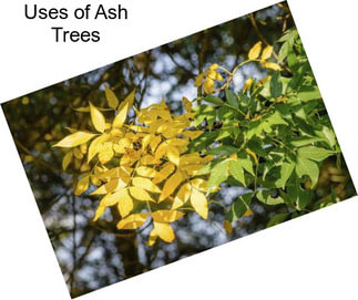 Uses of Ash Trees