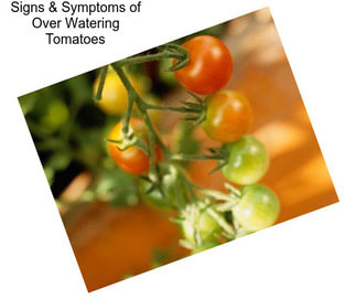 Signs & Symptoms of Over Watering Tomatoes