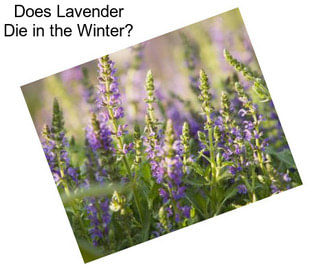 Does Lavender Die in the Winter?