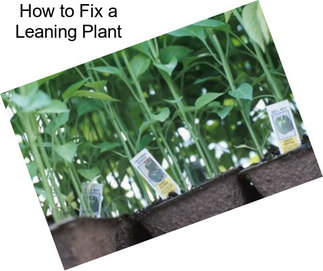 How to Fix a Leaning Plant