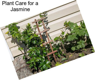 Plant Care for a Jasmine