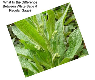 What Is the Difference Between White Sage & Regular Sage?