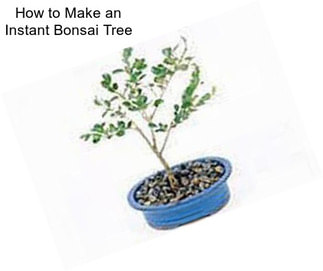 How to Make an Instant Bonsai Tree