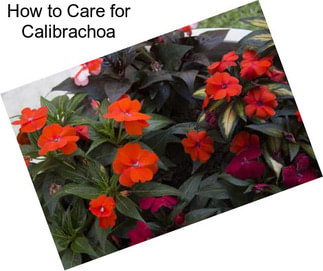 How to Care for Calibrachoa