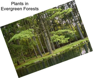 Plants in Evergreen Forests