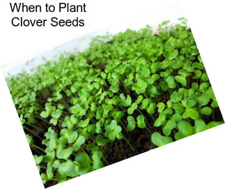 When to Plant Clover Seeds