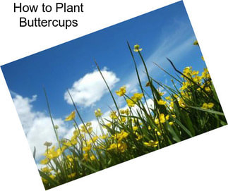 How to Plant Buttercups
