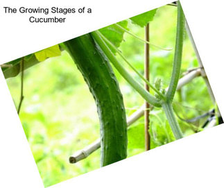 The Growing Stages of a Cucumber