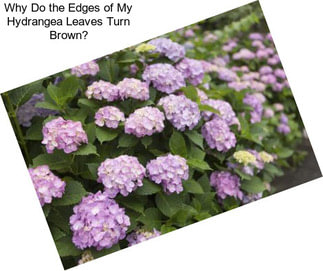 Why Do the Edges of My Hydrangea Leaves Turn Brown?