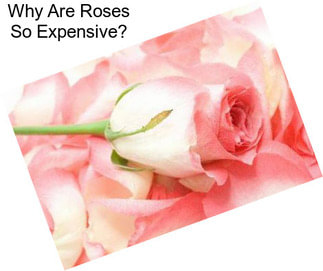 Why Are Roses So Expensive?