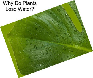 Why Do Plants Lose Water?