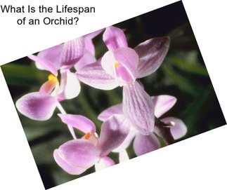 What Is the Lifespan of an Orchid?