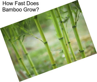 How Fast Does Bamboo Grow?