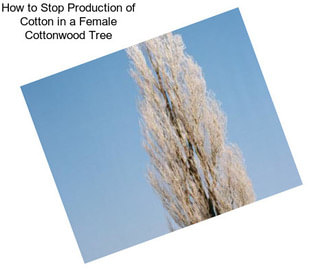 How to Stop Production of Cotton in a Female Cottonwood Tree