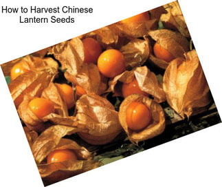 How to Harvest Chinese Lantern Seeds