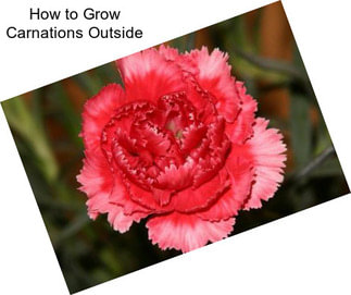 How to Grow Carnations Outside
